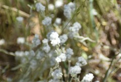 Micropus californicus