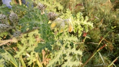 Solanum fructu-tecto