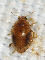 Rhyzobius chrysomeloides