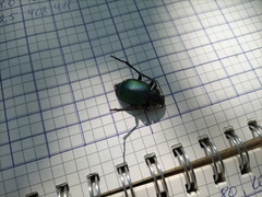 Calosoma sycophanta