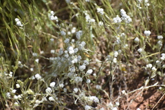 Micropus californicus