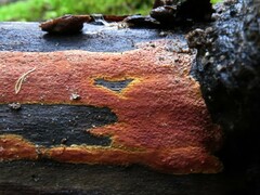 Hyphodiscus incrustatus