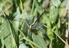 Octogomphus specularis