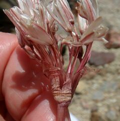 Allium cratericola