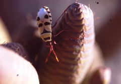 Probergrothius angolensis