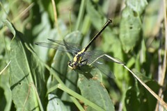 Octogomphus specularis