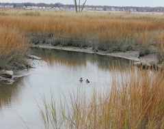Anas platyrhynchos