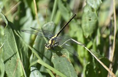 Octogomphus specularis