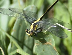 Octogomphus specularis