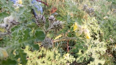 Solanum fructu-tecto