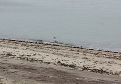 Larus