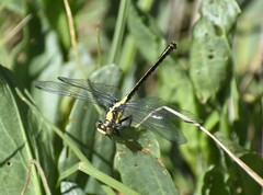 Octogomphus specularis