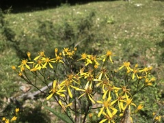 Senecio ovatus
