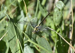 Octogomphus specularis