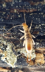 Anisolabis littorea
