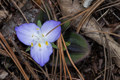 Tradescantieae