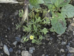 Oxalis laxa