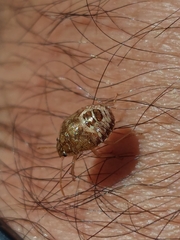 Dryadocoris apicalis