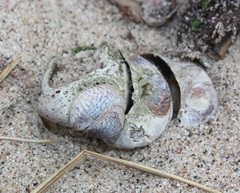 Crepidula fornicata