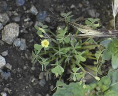 Oxalis laxa