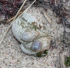 Crepidula fornicata