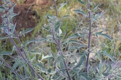 Phacelia imbricata imbricata