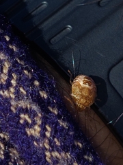 Dryadocoris apicalis