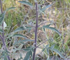 Phacelia imbricata imbricata