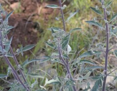 Phacelia imbricata imbricata