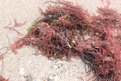 Rhodophyta