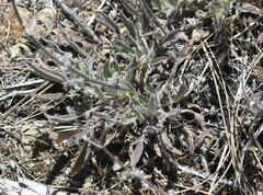 Phacelia imbricata imbricata