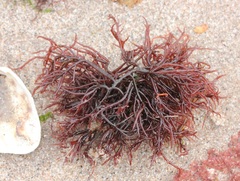 Sarcodiotheca gaudichaudii