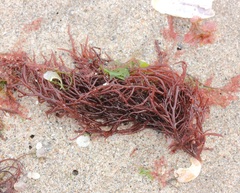 Sarcodiotheca gaudichaudii