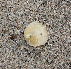 Anomia simplex
