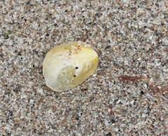 Anomia simplex