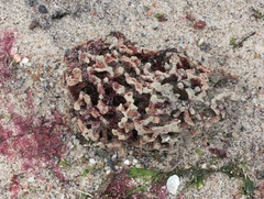 Clathria prolifera