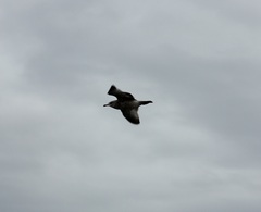 Larus