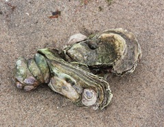 Crassostrea virginica