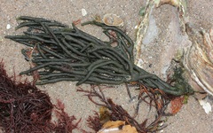 Codium fragile