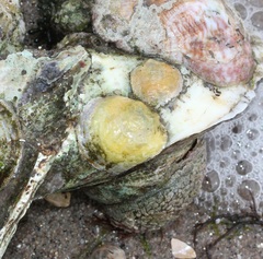 Anomia simplex