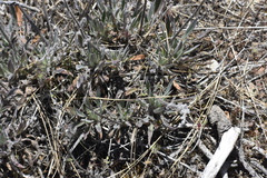 Phacelia imbricata imbricata