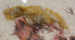 Saccharina latissima