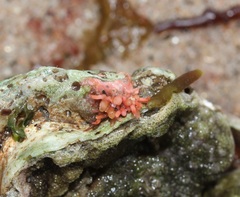 Rhodophyta