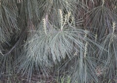 Pinus sabiniana