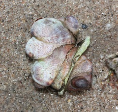 Crepidula fornicata