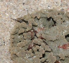 Rhodophyta
