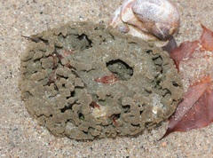 Clathria prolifera