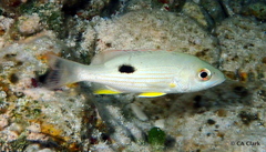 Lutjanus synagris