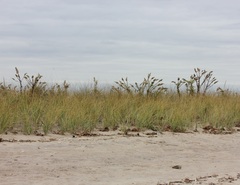 Solidago sempervirens