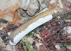 Ensis leei